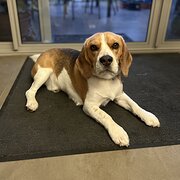 Home Owner wanting sitter in Canberra , Australian Capital Territory