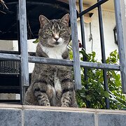 Home Owner wanting sitter in Canberra, Australian Capital Territory