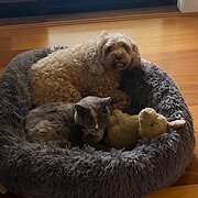 Home Owner wanting sitter in , New South Wales