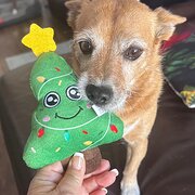 Home Owner wanting sitter in Perth, Western Australia