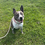 Home Owner wanting sitter in , New South Wales