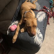 Home Owner wanting sitter in , South Australia