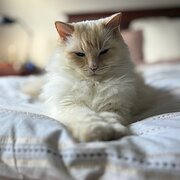 Home Owner wanting sitter in Melbourne, Victoria