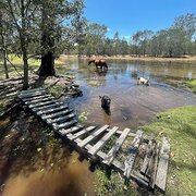 Home Owner wanting sitter in Brisbane or Toowoomba , Queensland