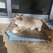 Home Owner wanting sitter in Brisbane, Queensland