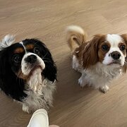 Home Owner wanting sitter in Thornlands, Queensland