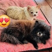 Home Owner wanting sitter in ROCKHAMPTON, Queensland