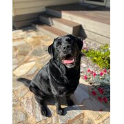 Home Owner wanting sitter in , Victoria