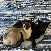 Home Owner wanting sitter in Mt Barker, South Australia