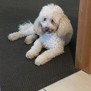 Home Owner wanting sitter in , Victoria