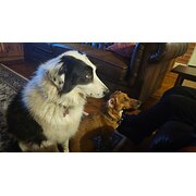 Home Owner wanting sitter in Albury, New South Wales