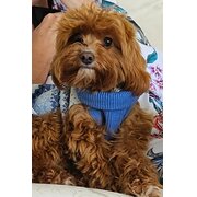 Home Owner wanting sitter in Ballina, New South Wales