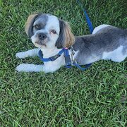 Home Owner wanting sitter in Ashmore, Queensland