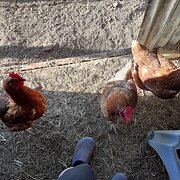 Home Owner wanting sitter in South West Rocks, New South Wales