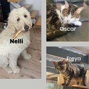 Home Owner wanting sitter in , New South Wales