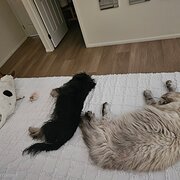 Home Owner wanting sitter in Brisbane, Queensland