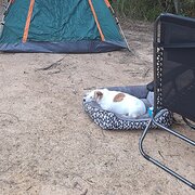 Home Owner wanting sitter in Caloundra, Queensland