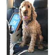 Home Owner wanting sitter in , New South Wales