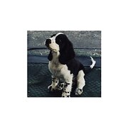 Home Owner wanting sitter in Shepparton, Victoria