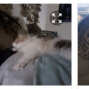 Home Owner wanting sitter in Wyong, New South Wales