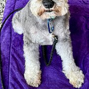 Home Owner wanting sitter in Brisbane , Queensland