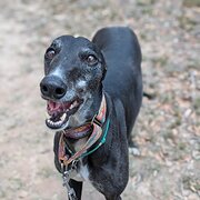 Home Owner wanting sitter in Canberra, Australian Capital Territory