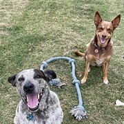 Home Owner wanting sitter in , Queensland