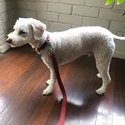 Home Owner wanting sitter in Melbourne, Victoria