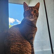 Home Owner wanting sitter in , Australian Capital Territory