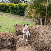 Home Owner wanting sitter in Childers/Bundaberg, Queensland