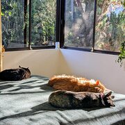 Home Owner wanting sitter in Adelaide, South Australia