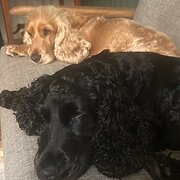 Home Owner wanting sitter in Brisbane , Queensland