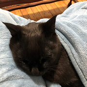 Home Owner wanting sitter in , New South Wales