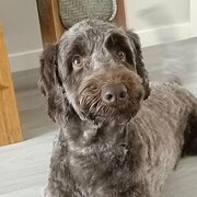 Home Owner wanting sitter in Brisbane , Queensland