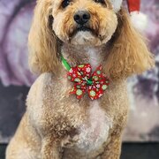 Home Owner wanting sitter in Mittagong, New South Wales