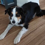 Home Owner wanting sitter in Hervey Bay, Queensland