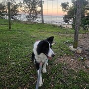 Home Owner wanting sitter in , Queensland