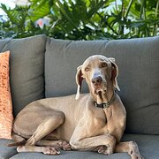 Home Owner wanting sitter in Maroochydore , Queensland