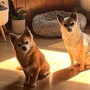 Home Owner wanting sitter in , South Australia