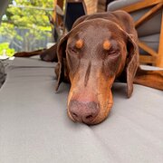 Home Owner wanting sitter in Melbourne, Victoria