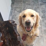 House Sitter - Reliable Professional & Animal Lover