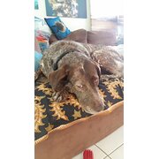 Home Owner wanting sitter in , New South Wales