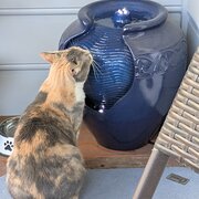 Home Owner wanting sitter in Melbourne, Victoria