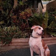 Home Owner wanting sitter in Melbourne, Victoria