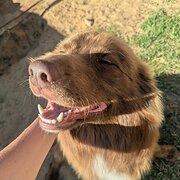 House Sitter - Taylah & Aydan (Experienced Sitters)