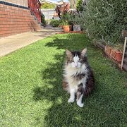 Home Owner wanting sitter in Melbourne, Victoria