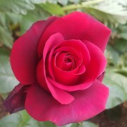 House Sitter - Retired and ready for home sitting