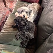 Home Owner wanting sitter in Melbourne , Victoria