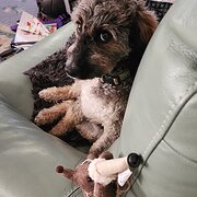 Home Owner wanting sitter in Adelaide, South Australia