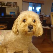 Home Owner wanting sitter in Bundaberg, Queensland